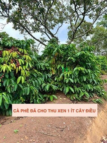 Bán ĐấT Ea Kiết Cư M’gar Tỉnh ĐakLak 1013m2 Giá 189 Triệu