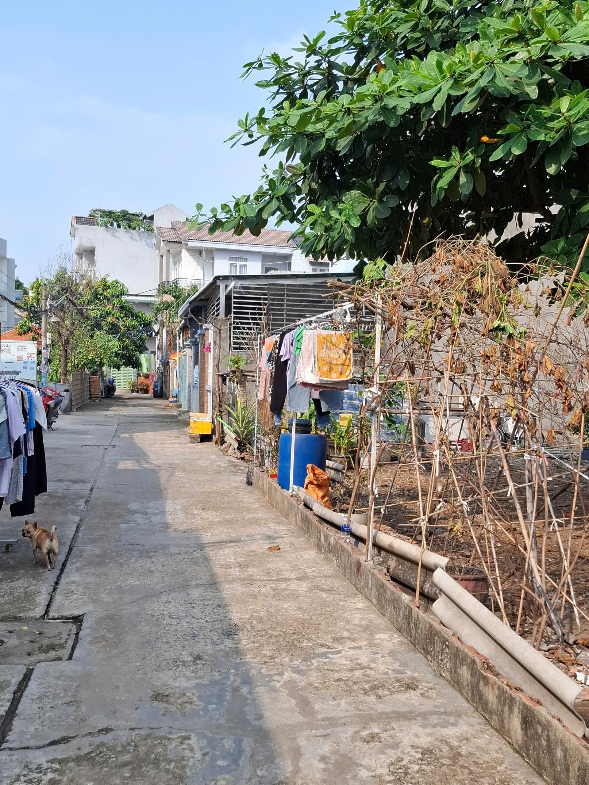 Bán đất Đ. 397, P. Phước Long B, Tp. Thủ Đức, Tp. Hồ Chí Minh - Ảnh 3