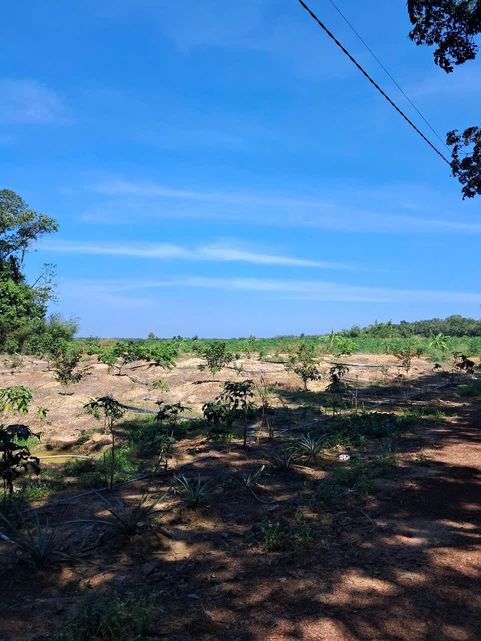 Bán đất Đ. 749B, X. Minh Hoà, H. Dầu Tiếng, T. Bình Dương - Ảnh 2