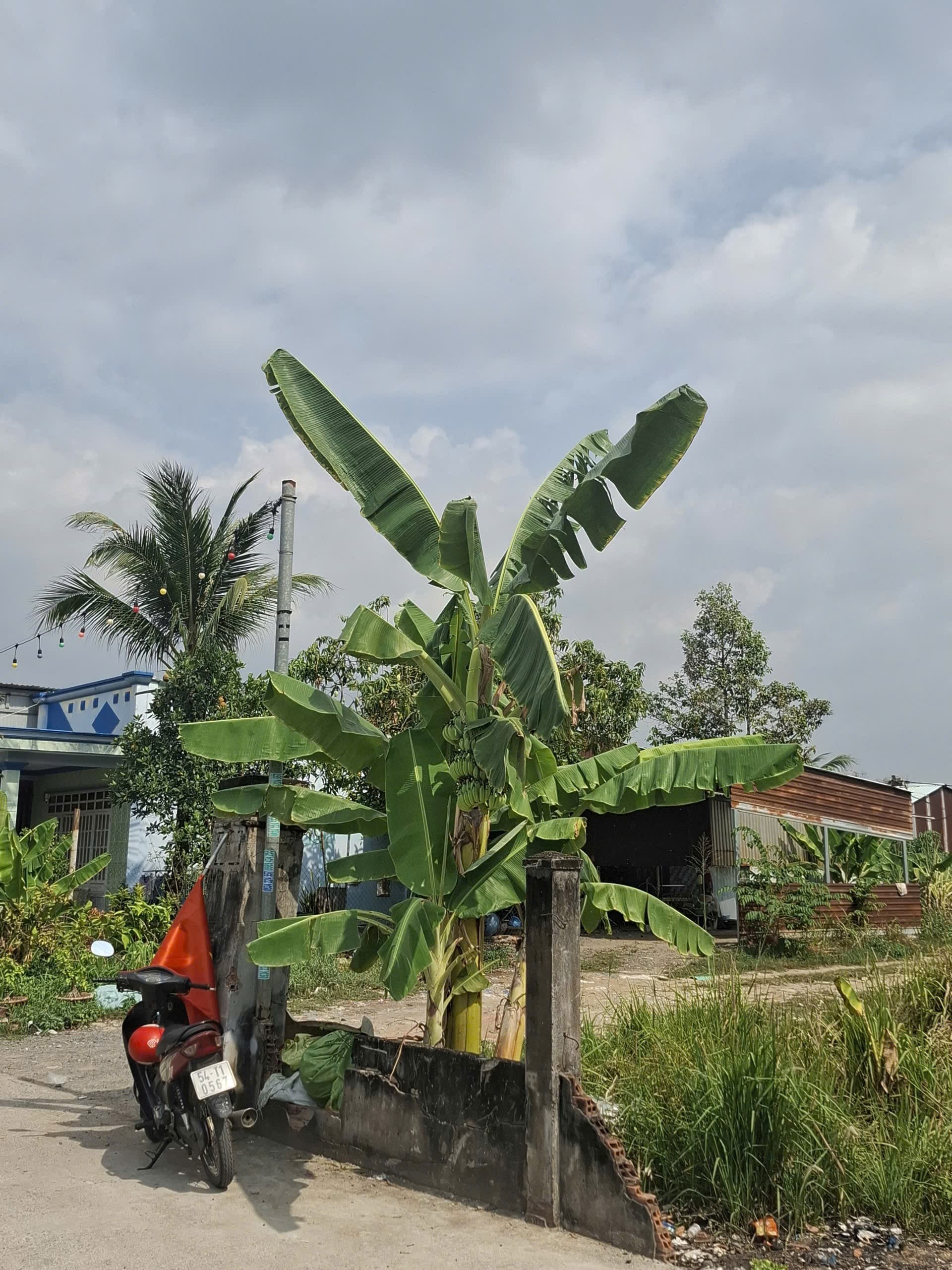 Bán đất Đ. 9, P. Long Trường, Tp. Thủ Đức, Tp. Hồ Chí Minh - Ảnh 2