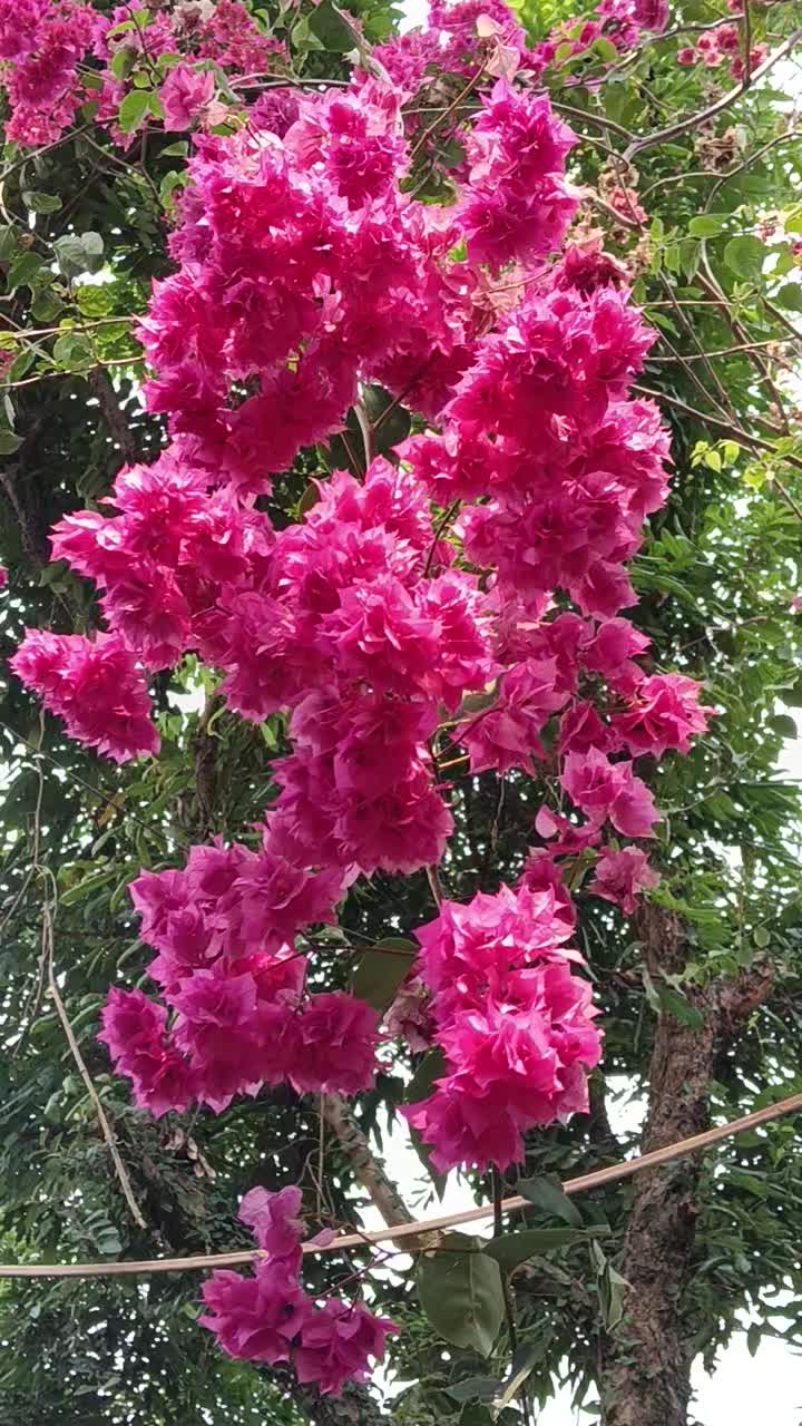 Bán đất Đ. Phú Dư, X. Quỳnh Phú, H. Gia Bình, T. Bắc Ninh - Ảnh 3