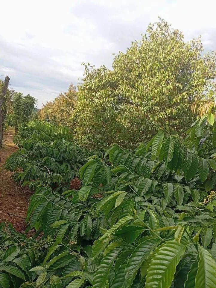 Bán đất X. Quảng Tiến, H. Cư M'gar, T. Đắk Lắk - Ảnh 2