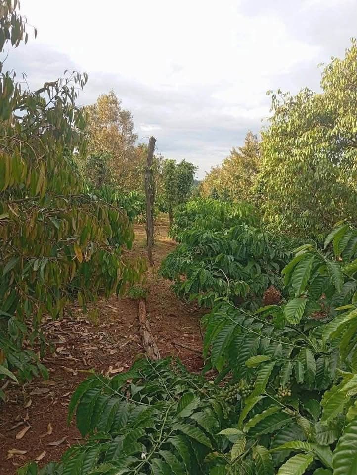 Bán đất X. Quảng Tiến, H. Cư M'gar, T. Đắk Lắk - Ảnh 3