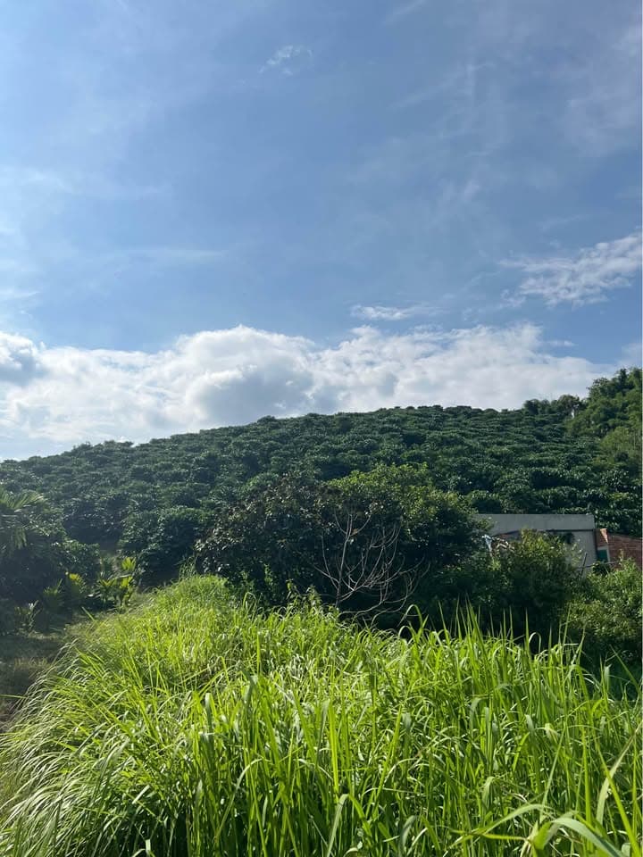 Bán đất X. Đắk Nia, Tp. Gia Nghĩa, T. Đắk Nông - Ảnh 3