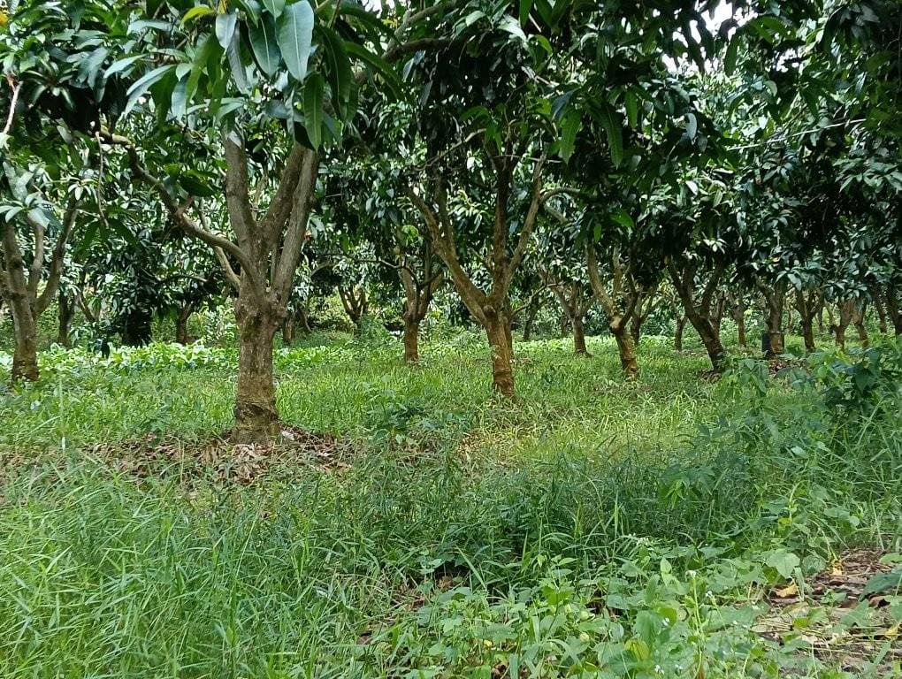 Bán đất Tp. Cao Lãnh, T. Đồng Tháp - Ảnh 2