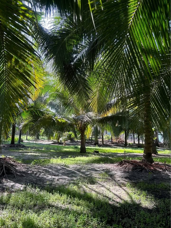 Bán đất Đ. Lê Đại Hành, P. Phú Thủy, Tp. Phan Thiết, T. Bình Thuận - Ảnh 3