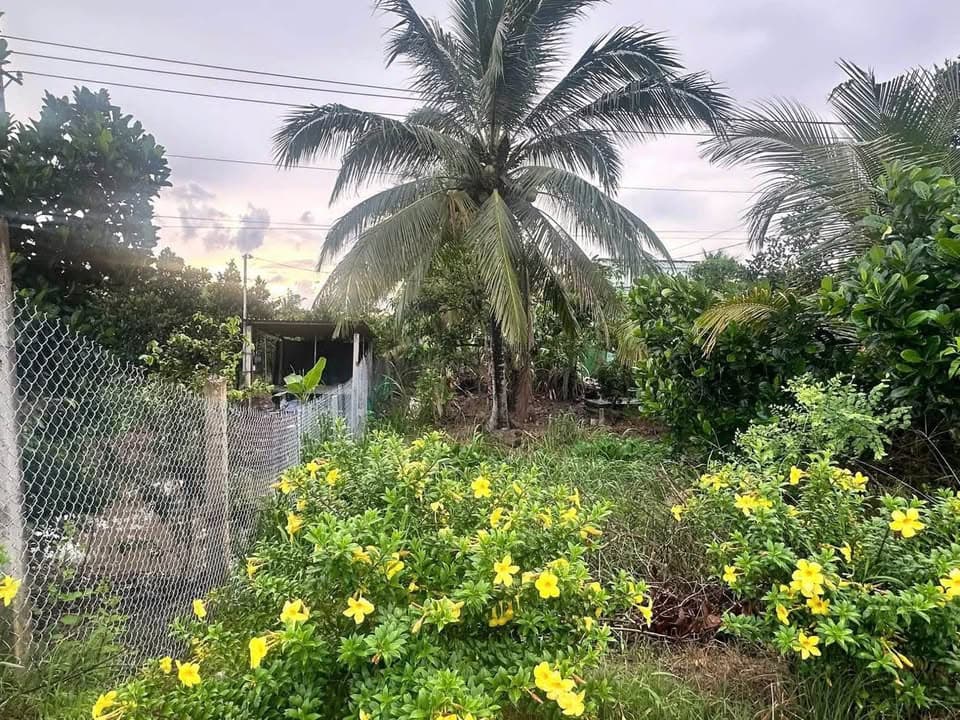 Bán đất H. Mang Thít, T. Vĩnh Long