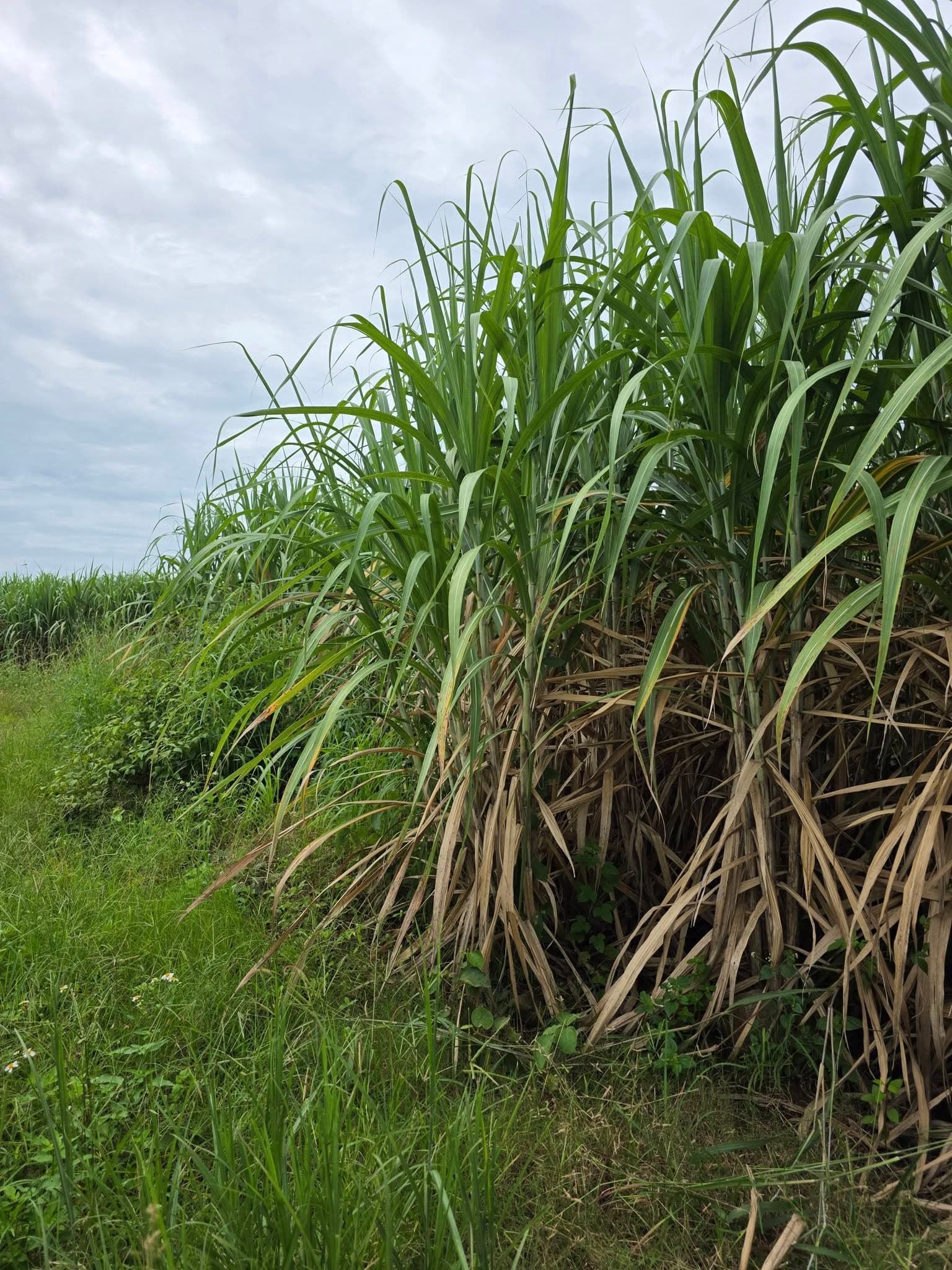 Bán đất X. H Bông, H. Chư Sê, T. Gia Lai - Ảnh 2