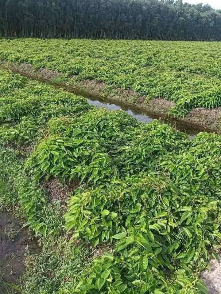 Bán đất X. Thủy Đông, H. Thạnh Hóa, T. Long An