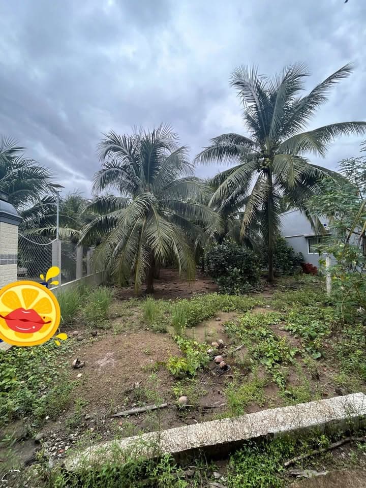 Bán đất X. Tam Phước, H. Châu Thành, T. Bến Tre - Ảnh 3