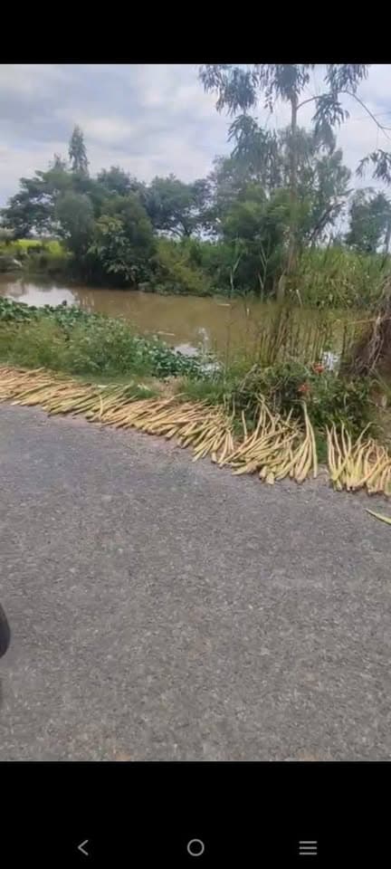 Bán đất Tp. Cao Lãnh, T. Đồng Tháp