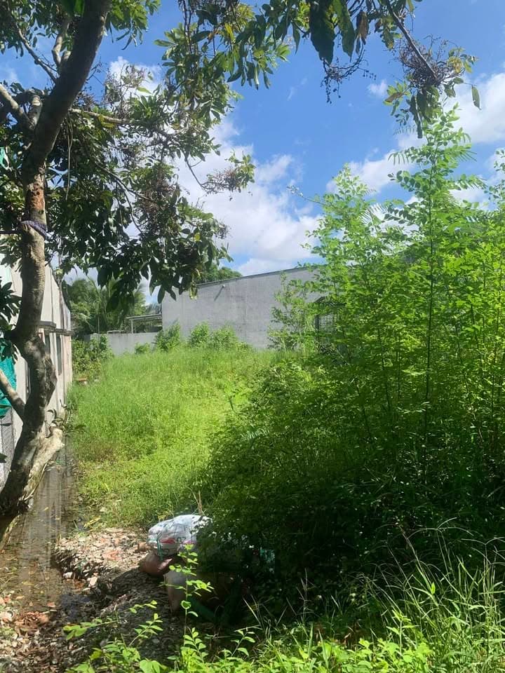 Bán đất X. Phước Hậu, H. Long Hồ, T. Vĩnh Long - Ảnh 3