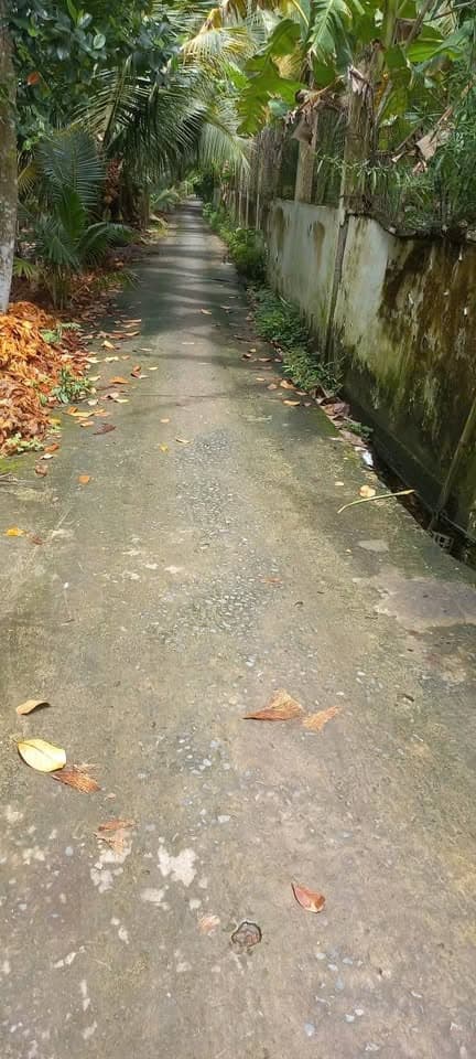 Bán đất X. Sơn Đông, Tp. Bến Tre, T. Bến Tre - Ảnh 2