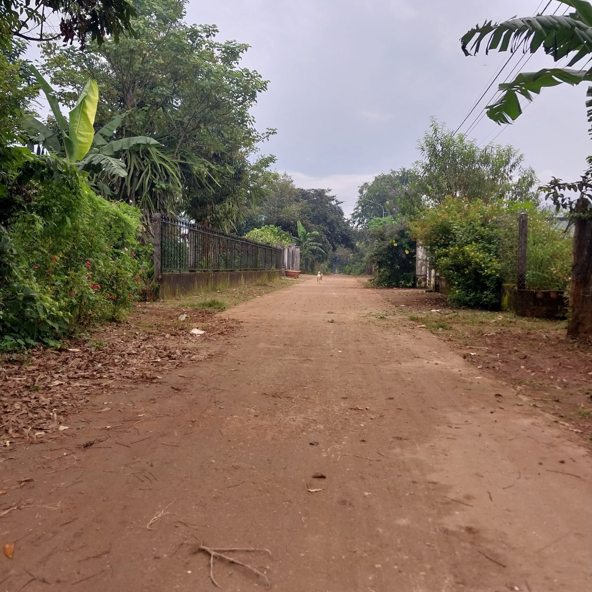 Bán đất Đ. Nguyễn Bá Lai, X. An Phú, Tp. Pleiku, T. Gia Lai - Ảnh 3