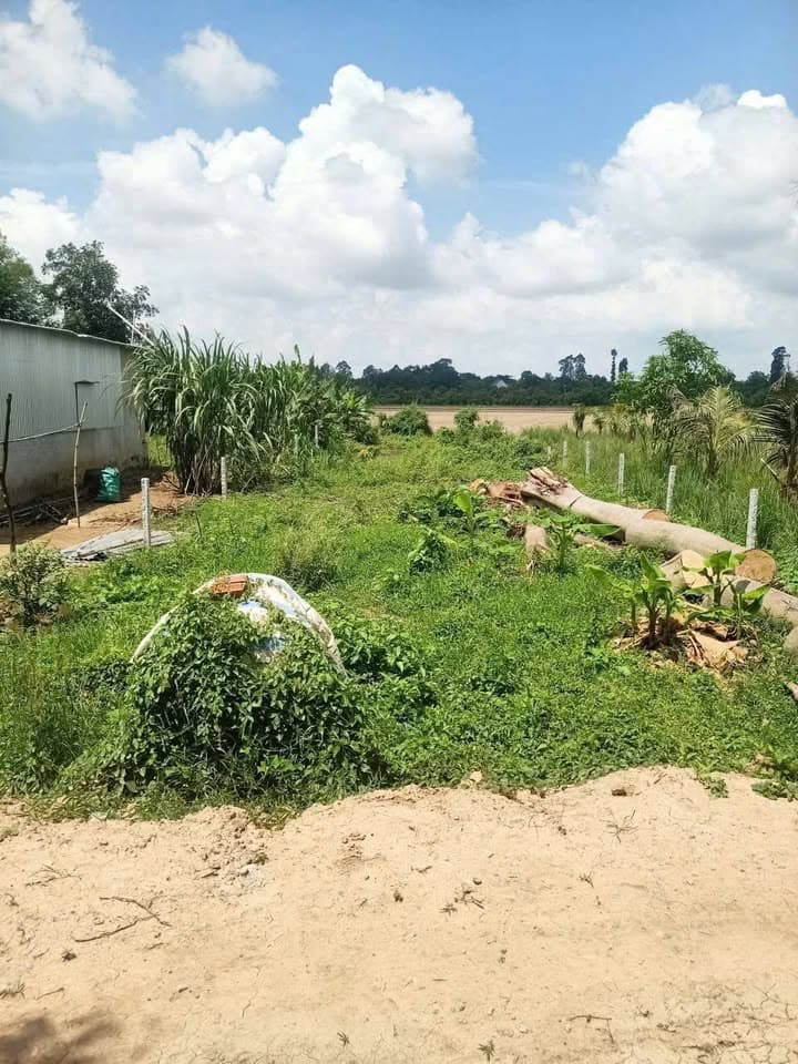 Bán đất X. Hòa Bình, H. Chợ Mới, T. An Giang - Ảnh 3