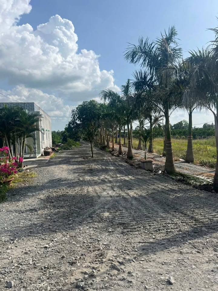 Bán đất Tt. Thủ Thừa, H. Thủ Thừa, T. Long An - Ảnh 3