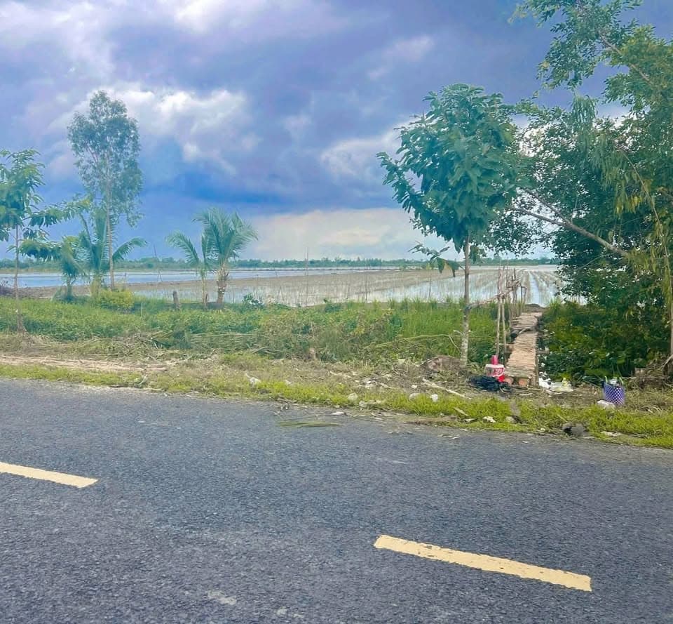 Bán đất X. Nguyễn Văn Thảnh, H. Bình Tân, T. Vĩnh Long - Ảnh 2