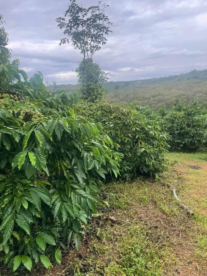 Bán đất Tp. Pleiku, T. Gia Lai - Ảnh 2