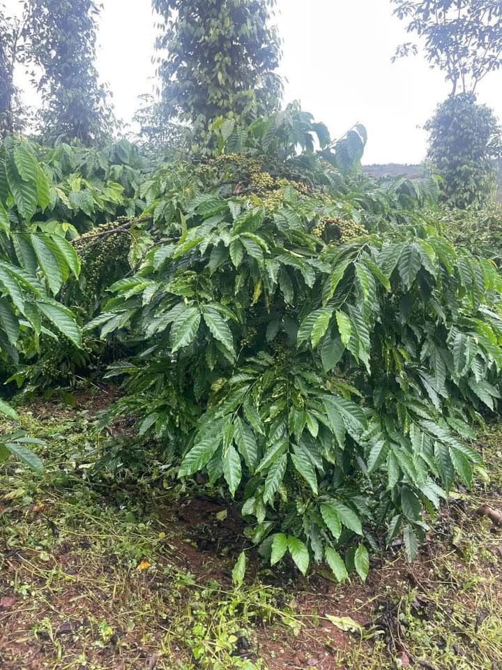 Bán đất Tp. Pleiku, T. Gia Lai - Ảnh 3