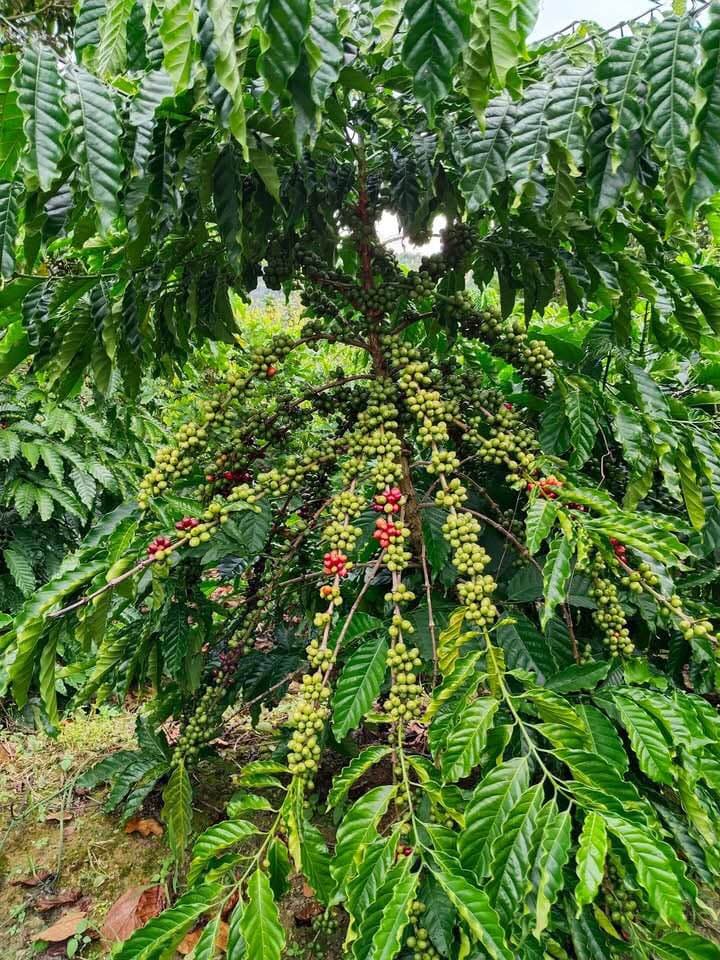 Bán đất X. Đắk Nông, H. Ngọc Hồi, T. Kon Tum