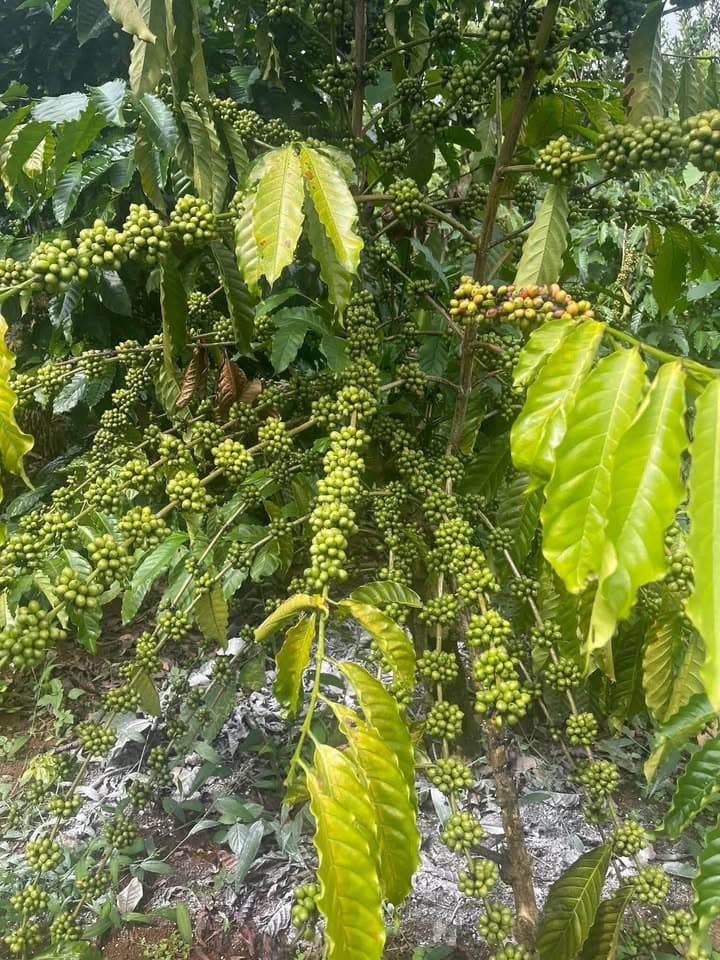 Bán đất X. Đắk Nông, H. Ngọc Hồi, T. Kon Tum - Ảnh 2