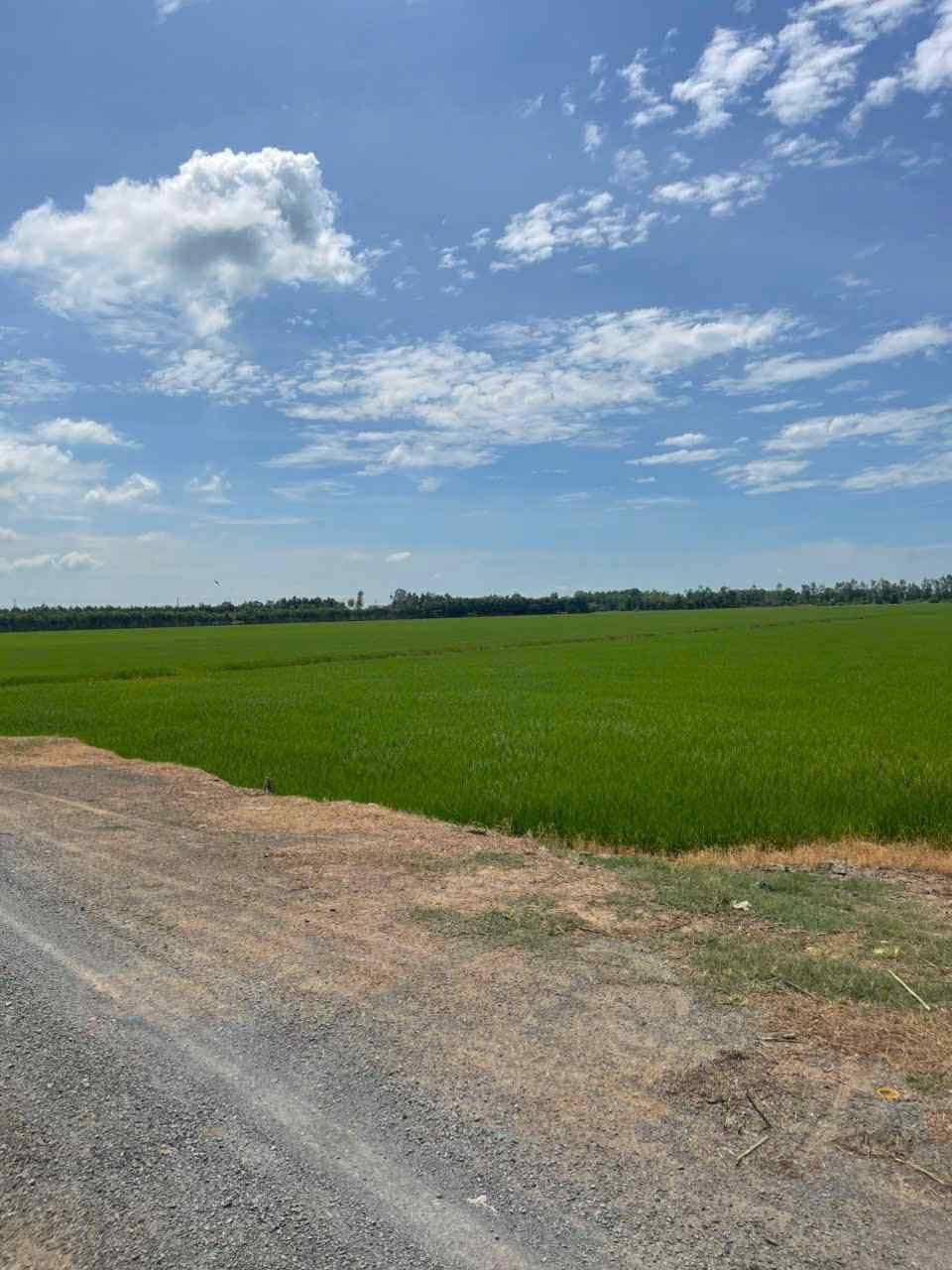 Bán đất X. Bắc Hòa, H. Tân Thạnh, T. Long An