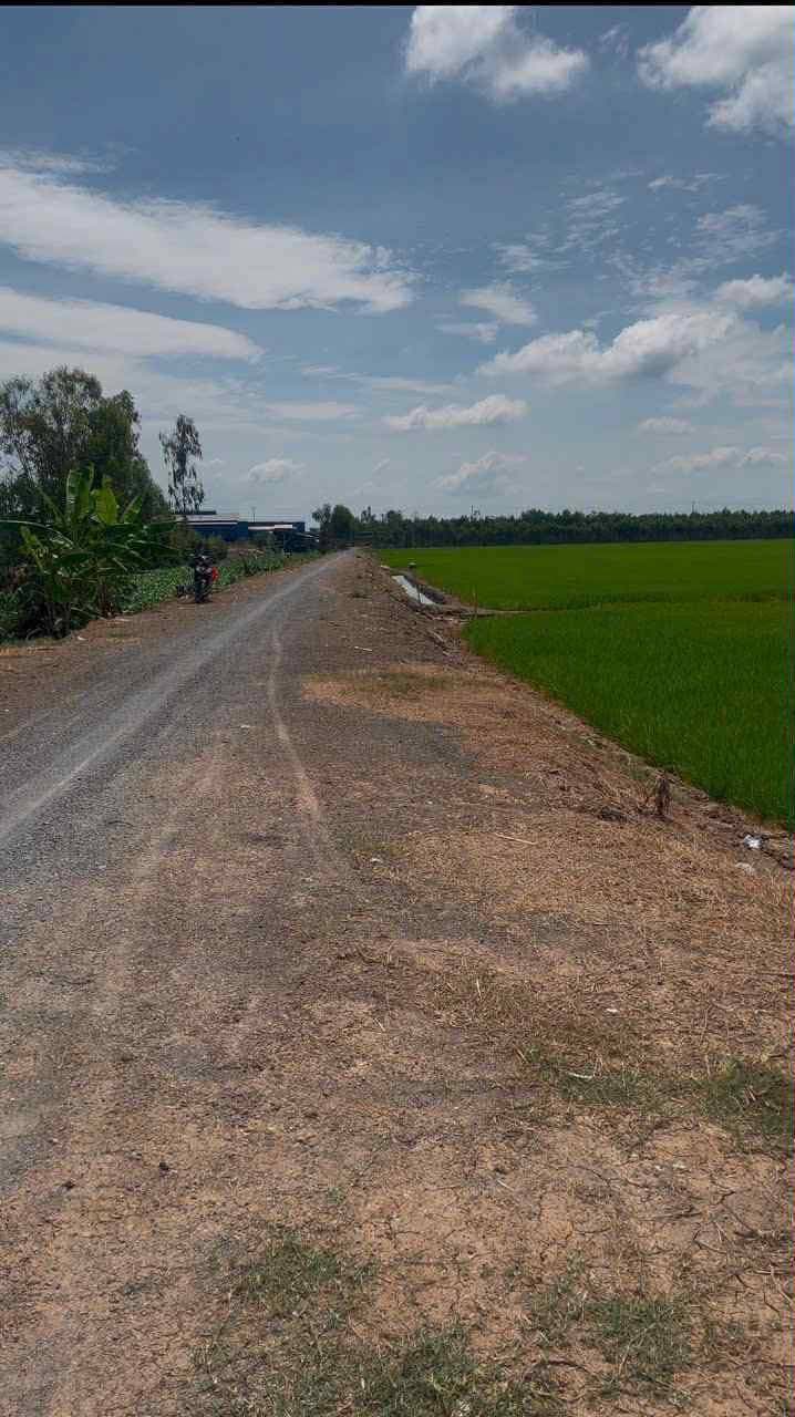 Bán đất X. Bắc Hòa, H. Tân Thạnh, T. Long An - Ảnh 2