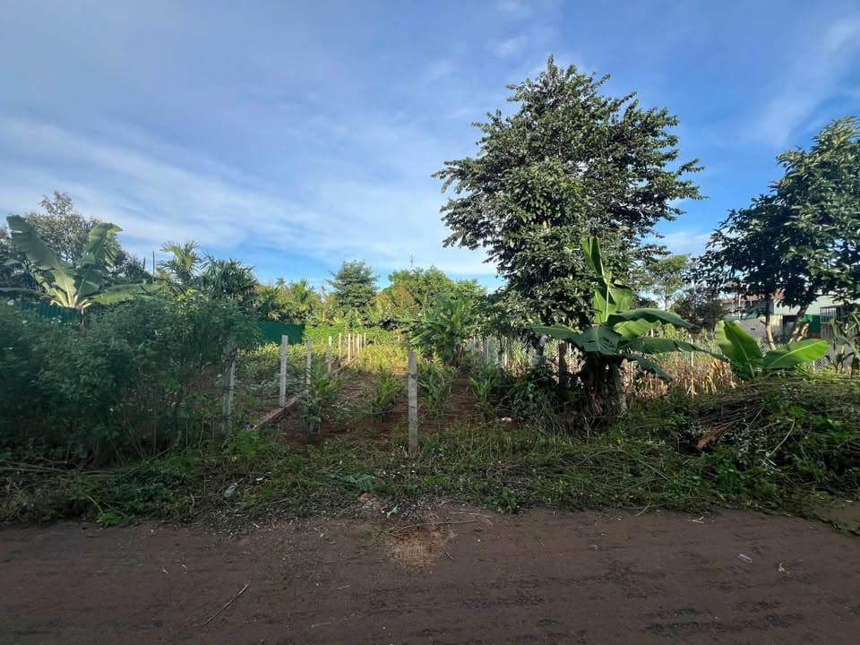 Bán đất Đ. Quốc Lộ 26, X. Ea Tu, Tp. Buôn Ma Thuột, T. Đắk Lắk - Ảnh 2