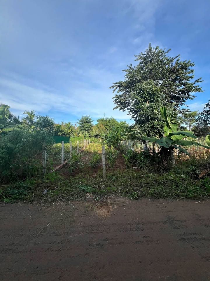 Bán đất Đ. Quốc Lộ 26, X. Ea Tu, Tp. Buôn Ma Thuột, T. Đắk Lắk - Ảnh 3