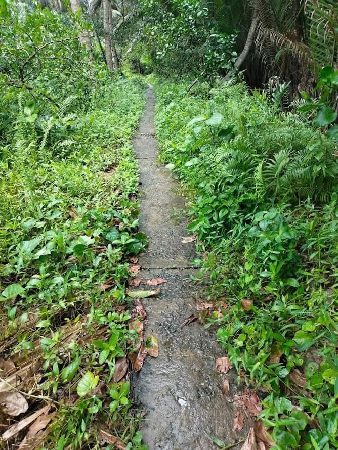 Bán đất X. Bình Hoà, H. Giồng Trôm, T. Bến Tre - Ảnh 2