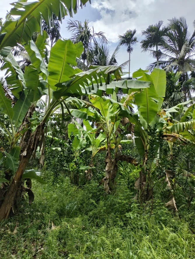 Bán đất X. Bình Hoà, H. Giồng Trôm, T. Bến Tre - Ảnh 3