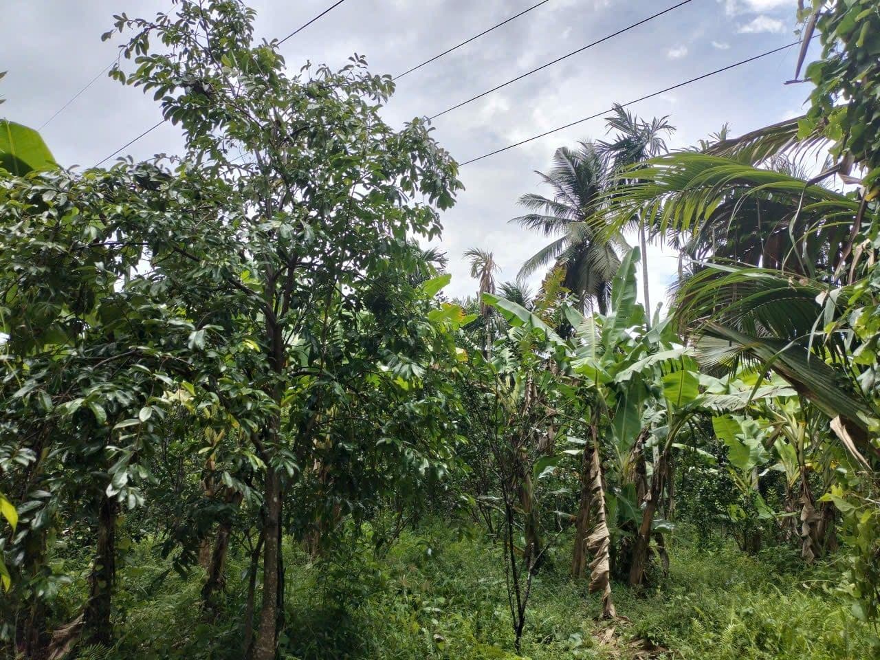 Bán đất X. Bình Hoà, H. Giồng Trôm, T. Bến Tre