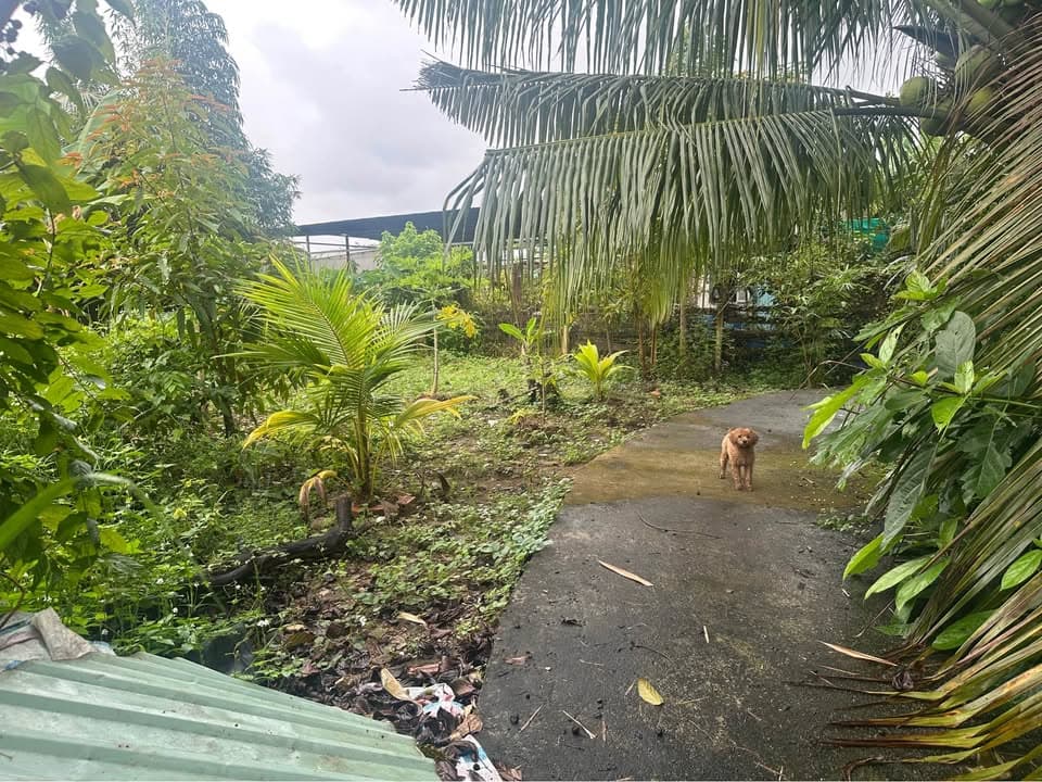 Bán đất Tp. Cao Lãnh, T. Đồng Tháp - Ảnh 2