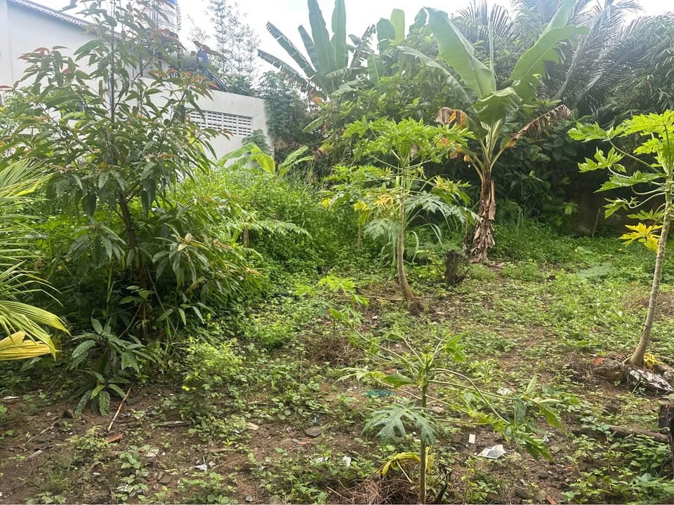 Bán đất Tp. Cao Lãnh, T. Đồng Tháp - Ảnh 3