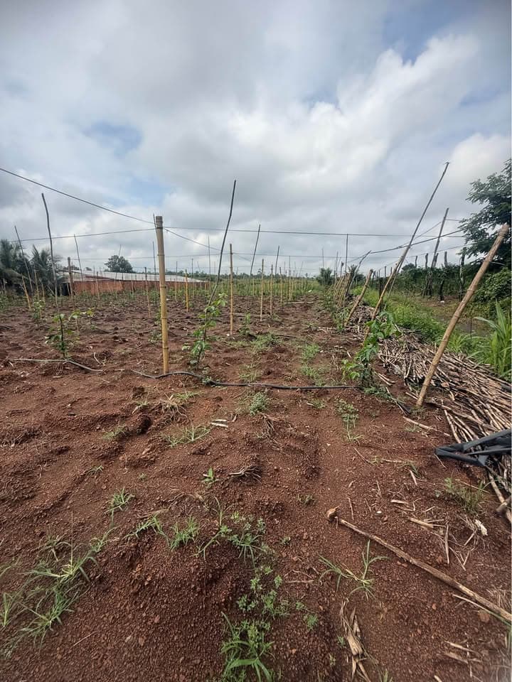 Bán đất Đ. Lâm Trường Thuần Mẫn - Thôn 3, H. Ea H'leo, T. Đắk Lắk