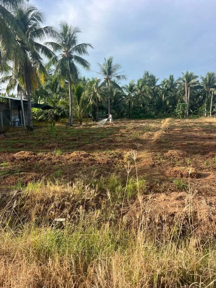 Bán đất H. Ba Tri, T. Bến Tre - Ảnh 2