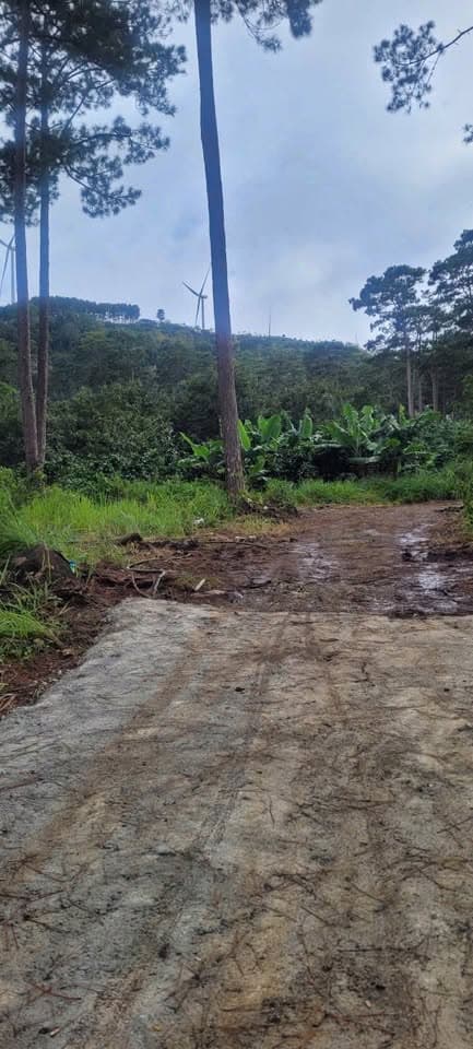 Bán đất Đ. Lê Đại Hành, X. Xuân Trường, Tp. Đà Lạt, T. Lâm Đồng