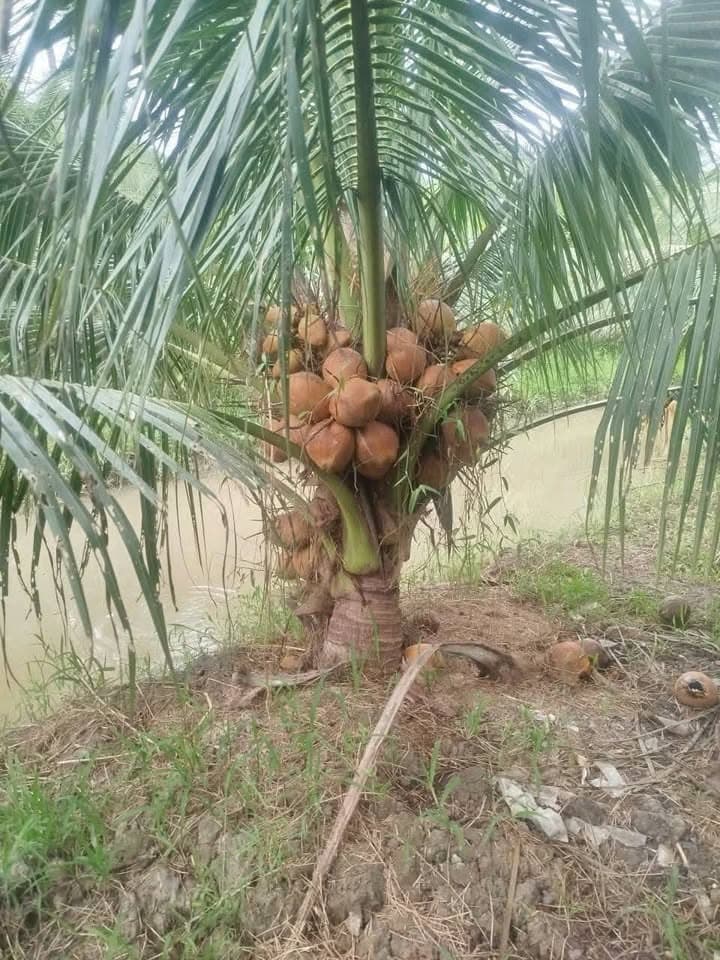 Bán đất X. Hoả Lựu, Tp. Vị Thanh, T. Hậu Giang - Ảnh 3