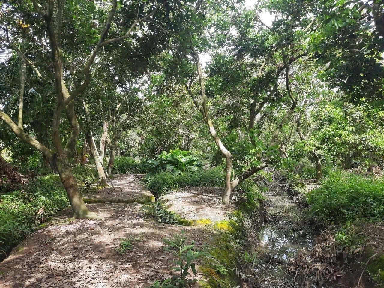 Bán đất X. Quới Thành, H. Châu Thành, T. Bến Tre - Ảnh 2