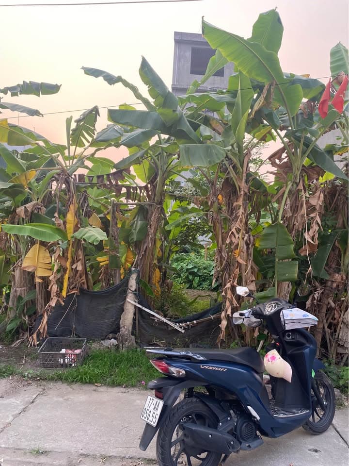 Bán nhà riêng X. Tân Bình, Tp. Thái Bình, T. Thái Bình - Ảnh 3