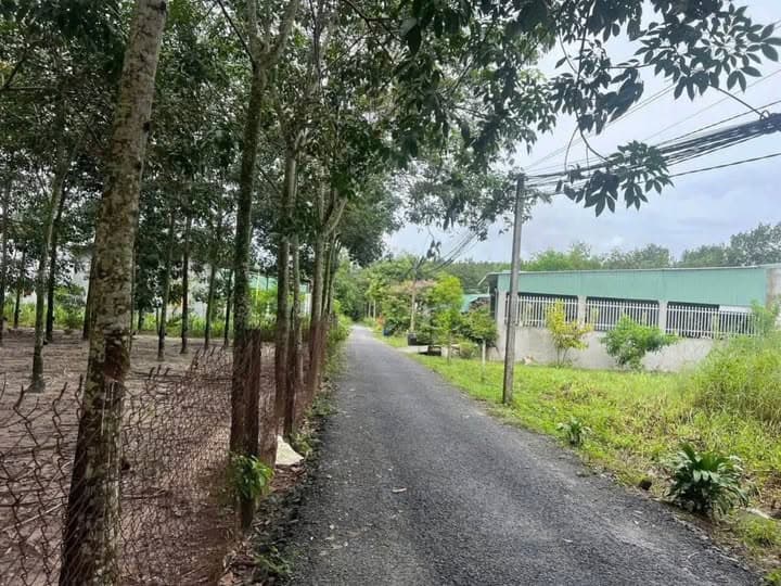 Bán đất P. Mỹ Phước, Tx. Bến Cát, T. Bình Dương