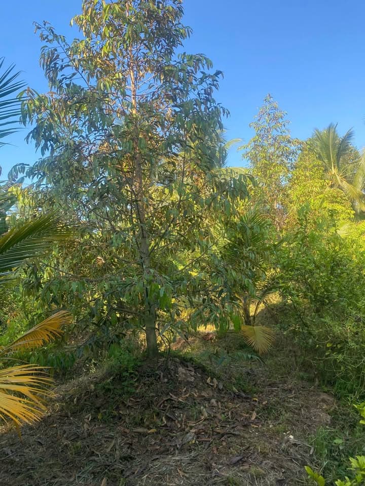 Bán đất Tt. Tiên Thủy, H. Châu Thành, T. Bến Tre