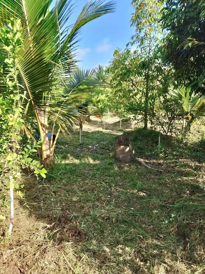 Bán đất Tt. Tiên Thủy, H. Châu Thành, T. Bến Tre - Ảnh 3