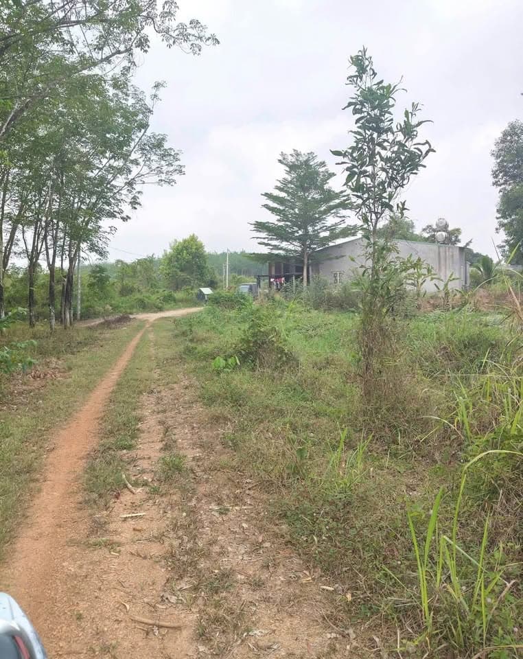 Bán đất P. Tân Đồng, Tp. Đồng Xoài, T. Bình Phước - Ảnh 3