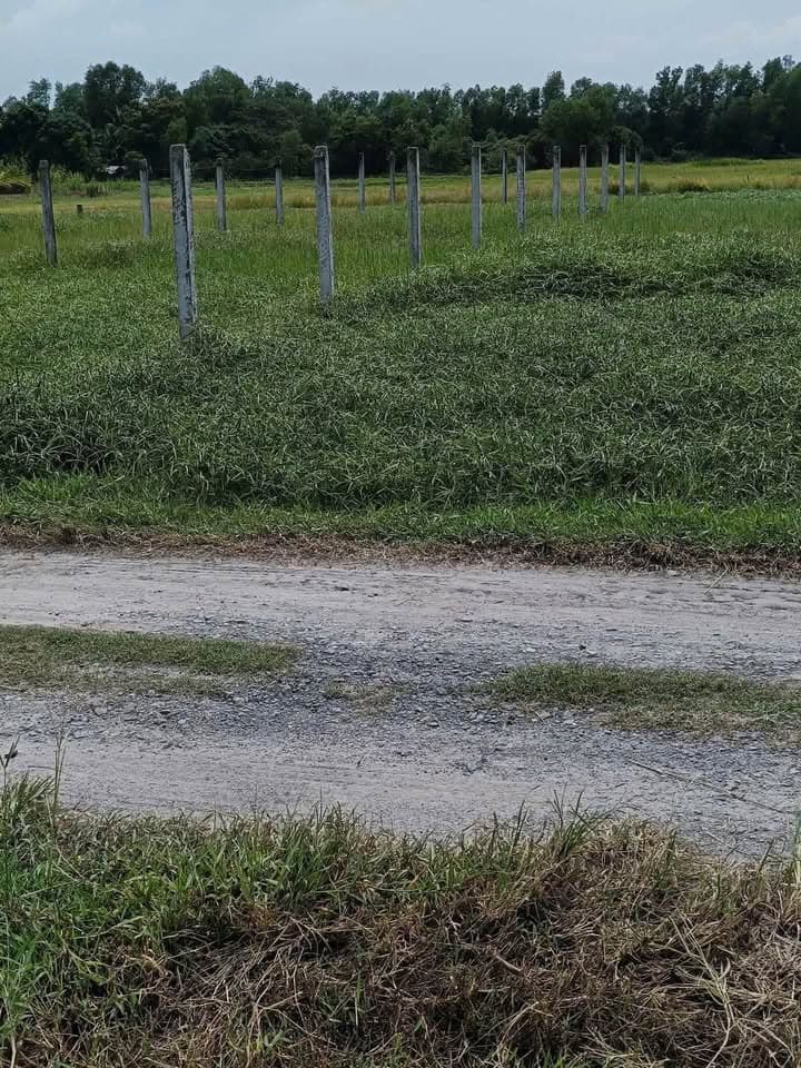 Bán nhà riêng Đ. Tân Mỹ, H. Đức Hòa, T. Long An - Ảnh 2