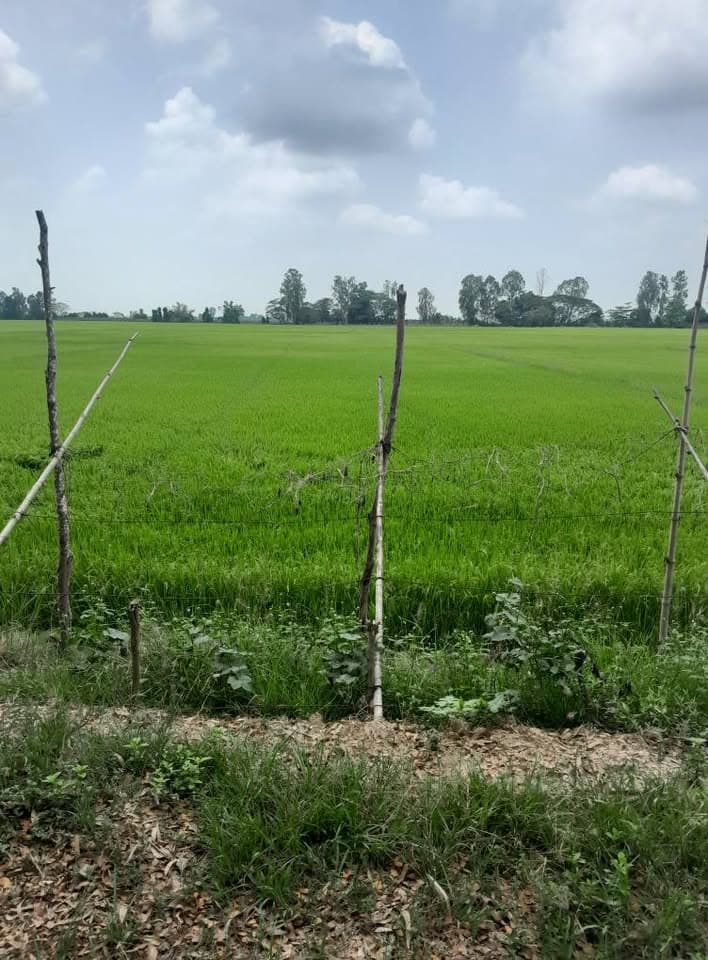 Bán đất X. Vĩnh Hanh, H. Châu Thành, T. An Giang - Ảnh 2