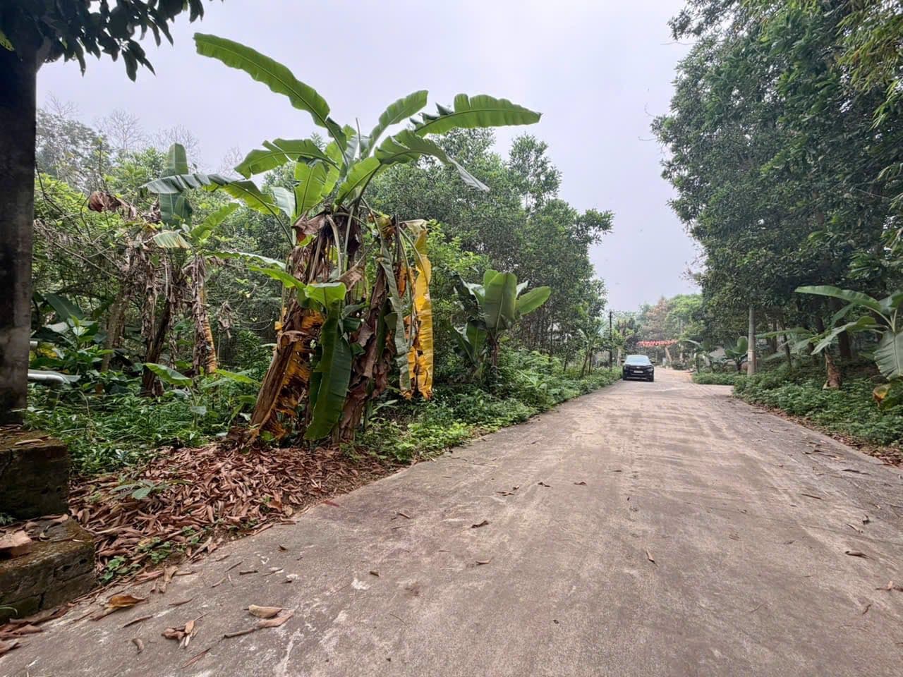 Bán đất Đ. Tùng Thiện, Tx. Sơn Tây, Tp. Hà Nội - Ảnh 3