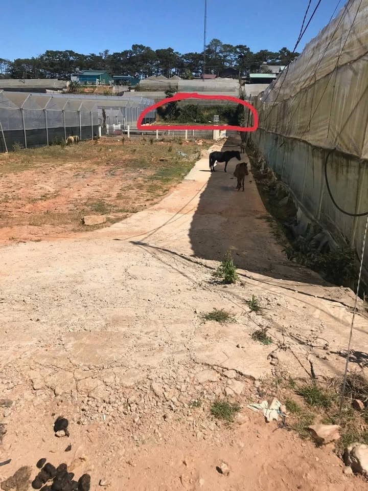 Bán đất P. 7, Tp. Đà Lạt, T. Lâm Đồng - Ảnh 3