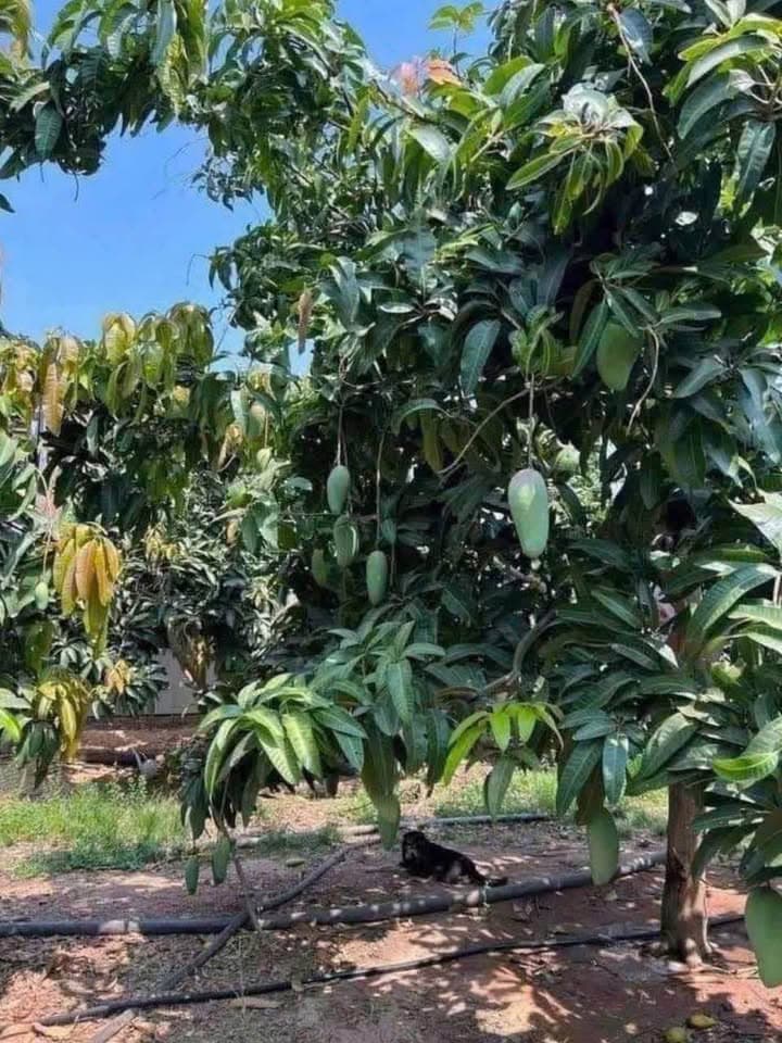 Bán nhà riêng Tt. Long Điền, H. Long Điền, T. Bà Rịa - Vũng Tàu - Ảnh 2