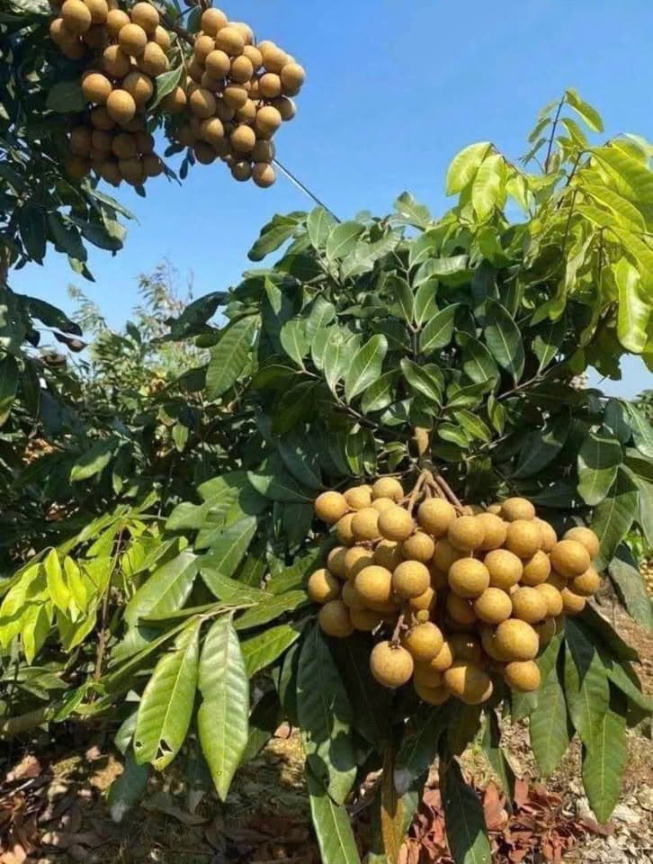 Bán nhà riêng Tt. Long Điền, H. Long Điền, T. Bà Rịa - Vũng Tàu - Ảnh 3